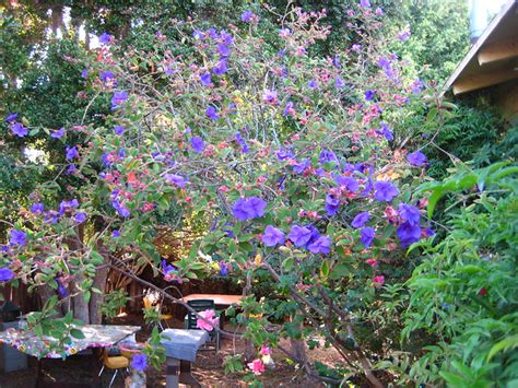 I have no idea what the heck that was but my life. My Pretty Purple Princess Tree | Flickr - Photo Sharing!