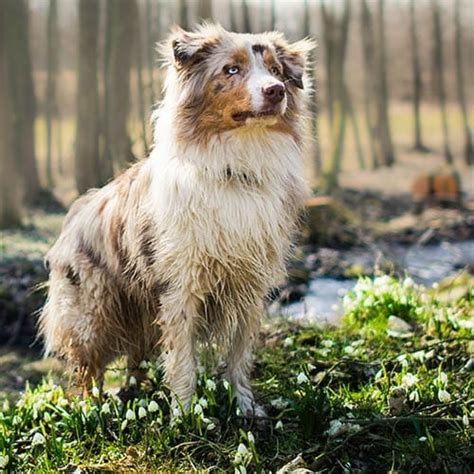 Australian Shepherd Aussie Dog Breed Information Characteristics