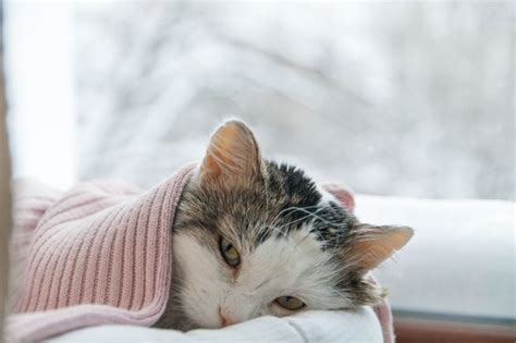 5 Ways To Treat Your Sick Cat With Home Remedies Animal Lova