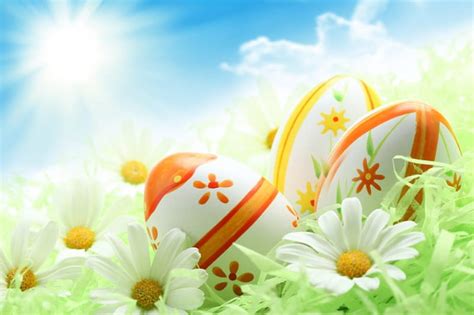 Easter Time Eggs Flowers Spring Sunshine Easter Camomile Daisy