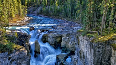 Canada Forest Nature Waterfall Tree Rocky Mountains Sunwapta
