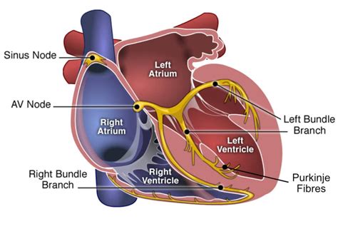 Conduction System Of The Heart Bundle Of His