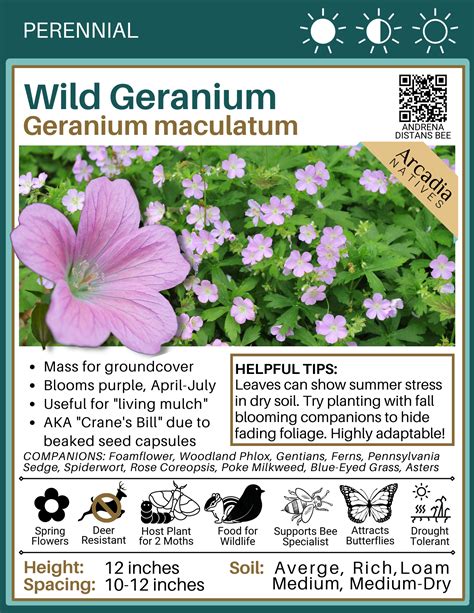 Geranium Maculatum Wild Geranium Arcadia Natives