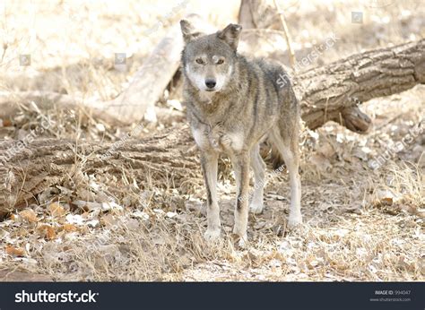 Red Wolf In Its Habitat Stock Photo 994047 Shutterstock