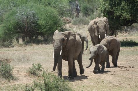 Scaling Up The War On Elephant Poaching Huffpost