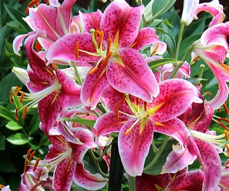 Fresh Asiatic Lily Cut Flower Manufacturer In Karnataka India By Deccan