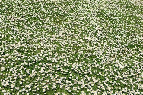 Best Ground Cover Plants For Your Yard Brittany Corporation