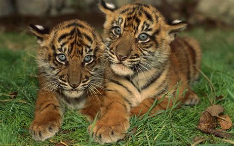 Animal Zoo Life Bengal Tiger Bengal Tiger Factsbengal Tigersthe