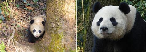 Panda Conservation Volunteer Projects The Great Projects