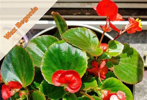 Wax Begonia Plant Growing Caring And Seed Planting