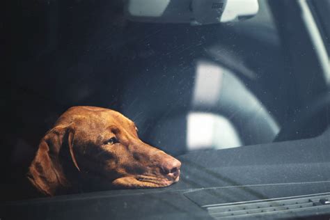 The Deadly Danger For Dogs In Hot Cars You May Not Be Aware Of