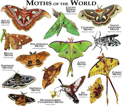 Moths Of The World Poster Print
