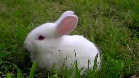 Cute Bunnies In The Wild Youtube