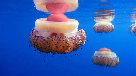 Jellyfish Rule