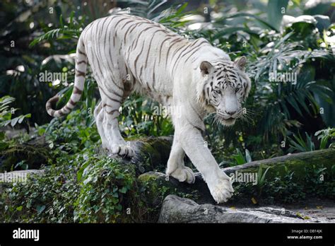 White Bengal Tiger In Singapore Zoo Scientific Name Panthera Tigris