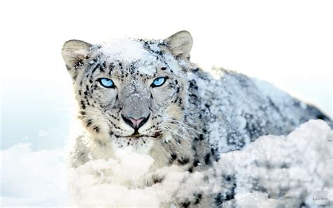 The Snow Leopard Uncia Uncia Parents Alliance Of