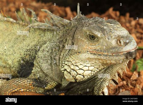Iguana Is A Genus Of Herbivorous Lizards That Are Native To Tropical Areas Of Mexico Central