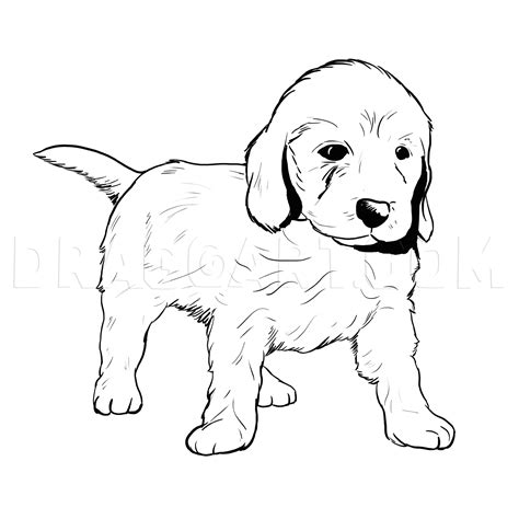 How To Draw A Labradoodle, Step by Step, Drawing Guide, by MichaelY | dragoart.com