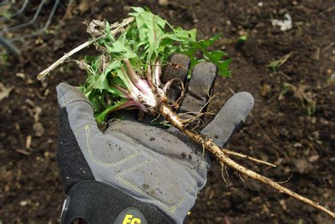 Final thoughts on manual weed removal. It's Not Work, It's Gardening!: Cleanup: the much ...