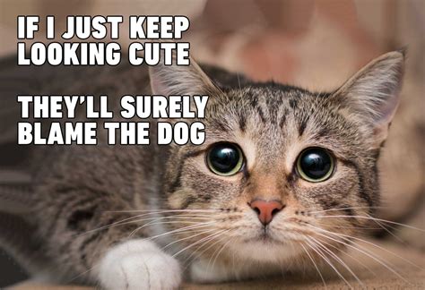 10 Funny Cat Memes That Will Make You Go Rofl Photos