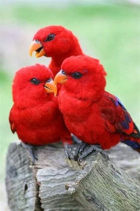 Red Lorrikeets Beautiful Birds Colorful Birds Pretty Birds
