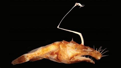 These Animals Were Newly Discovered And Theyre Awesome Angler Fish