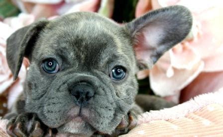 Maybe you would like to learn more about one of these? AKC French Bulldog Puppy for Sale FOR SALE ADOPTION from Florida Miami Dade @ Adpost.com ...