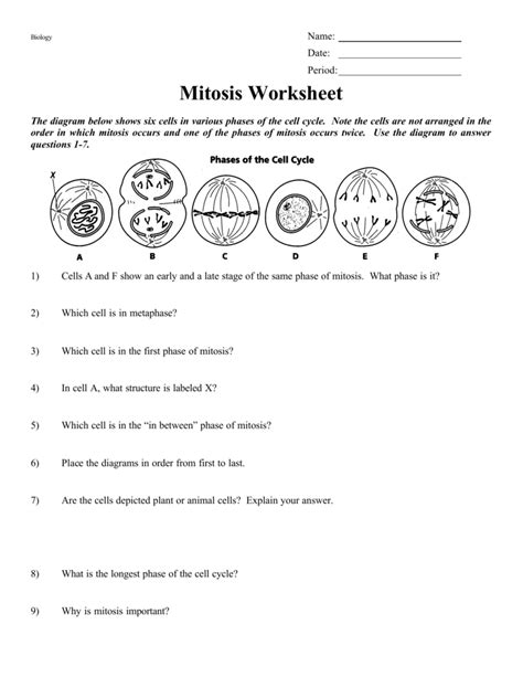 The Cell Cycle Mitosis And Meiosis Worksheets