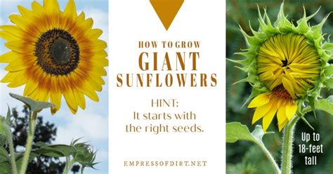 Generally, sunflower seeds are started directly in the garden. 12 Tips for Growing Giant Sunflowers | Empress of Dirt