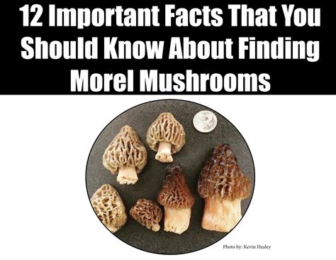 12 Facts About Finding Morel Mushrooms in Colorado | Stuffed mushrooms