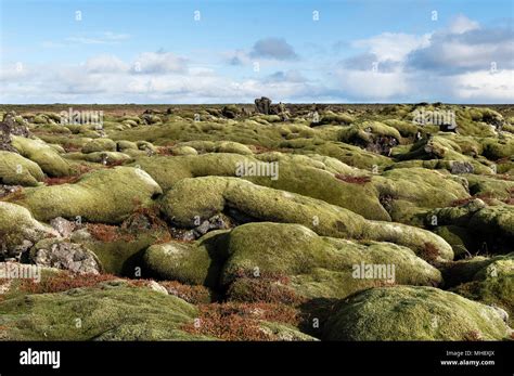 South Iceland The Vast Eldhraun Lava Field Is Covered With Thick Moss