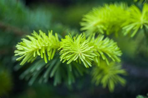 Closeup Of Pine Tree Leaves With Details Stock Photo Image Of Details