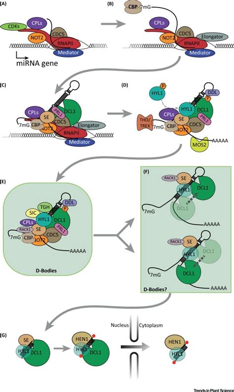 Biogenesis synonyms, biogenesis pronunciation, biogenesis translation, english dictionary definition of biogenesis. miRNA Biogenesis: A Dynamic Pathway: Trends in Plant Science
