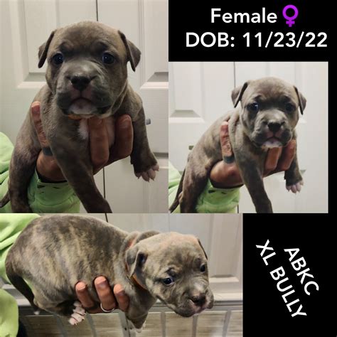 American Bully XL - ABKC Registered