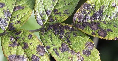 A List Of Common Types Of Plant Fungus Love The Garden