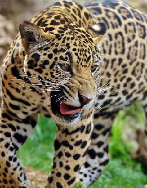 Illustration of a jaguar killing a tapir, the largest native land animal in its range. Tropical Rainforest Animals - Animal Sake