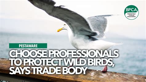 Choose Professionals To Protect Wild Birds Says Trade Body