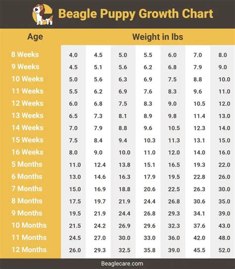 Beagle Growth And Weight Chart From Puppy To Adulthood Beagle Care