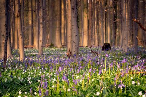 Hallerbos Belgiums Fairytale Bluebell Forest The Magical Blue