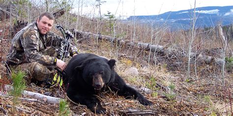 Bc Black Bear Hunts Guided Bear Hunting Trips In British Columbia