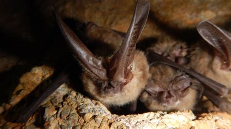 What To Do If You Find A Bat In Your House