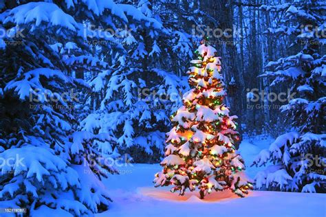Christmas Tree Glowing Outdoors In The Forest Stock Photo Download