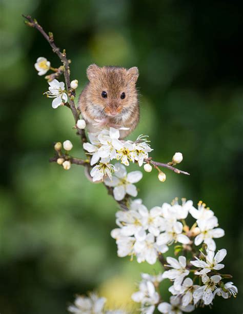 While playing a secondary quest from keira metz called a towerful of mice last night, i encountered one. 27 Cute Photography of Wild Mice - Design Swan