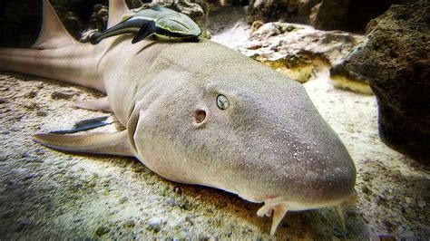 Nurse Shark Facts Description Habitat And Behavior