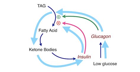 That's the fuel your muscles and organs use to work and stay healthy. Use Of Glucagon And Ketogenic Hypoglycemia / Recommended Dose For Mini Dose Glucagon 21 E 15 16 ...
