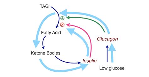 Glucagon is released in response to low blood glucose levels and to events whereby the body needs additional glucose, such as in response to vigorous exercise. Use Of Glucagon And Ketogenic Hypoglycemia : Insulin Resistance And Keto Diet Research Treatment ...