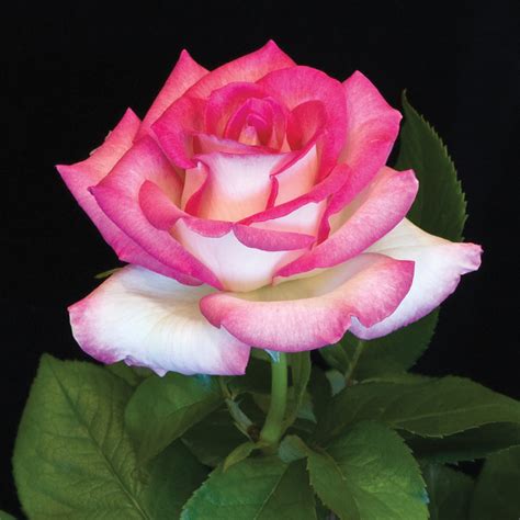 Lynn Anderson Hybrid Tea Rose Hybrid Tea Roses Edmunds Roses