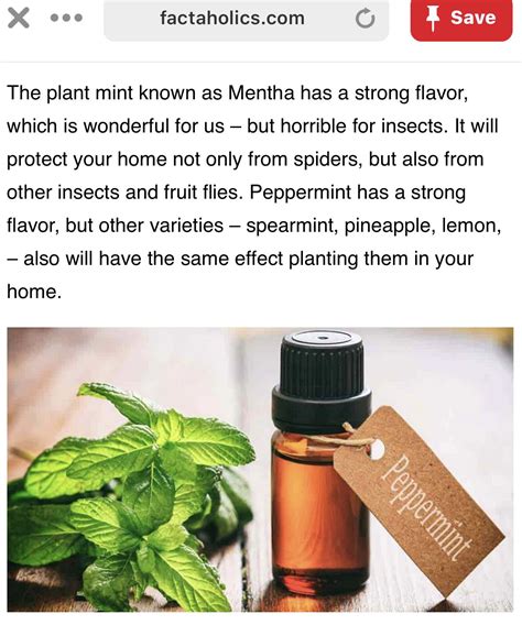 Pinesol.com has been visited by 10k+ users in the past month Image by HGardner on Home Remedies-Natural ways ...
