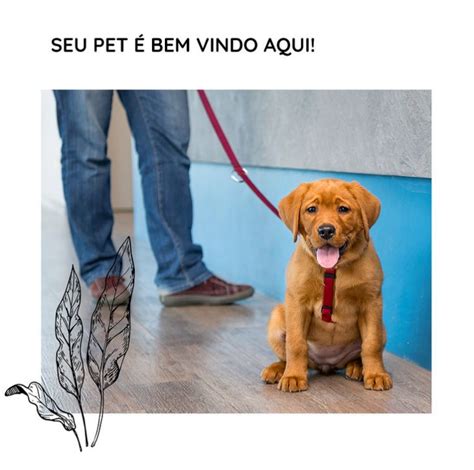 Seu Pet E Bem Vindo Aqui Posts