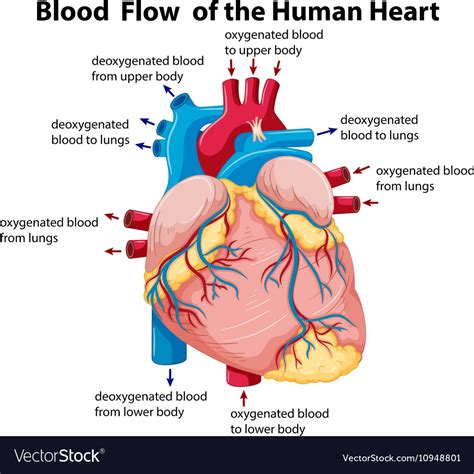 Diagram Showing Blood Flow In Human Heart Vector Image